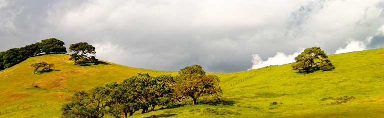 Fotografías panorámica exterior de un prado con árbol en primer plano
